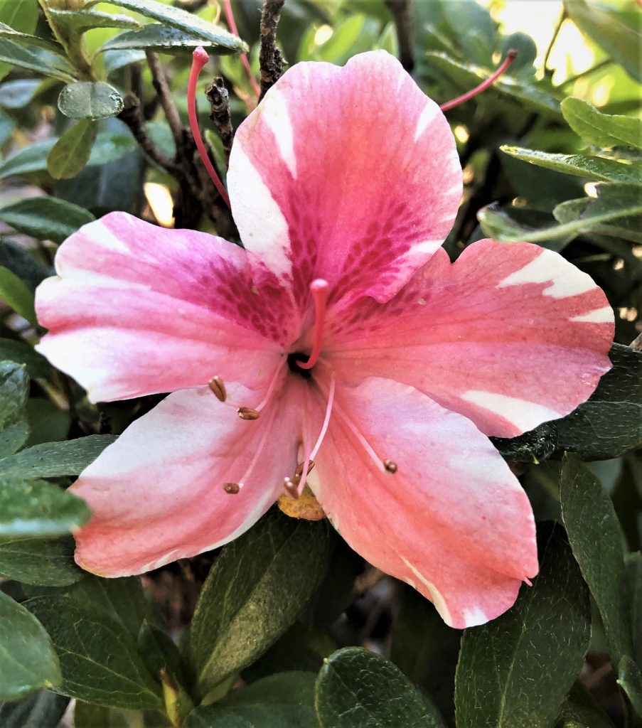 Azalea Dogwood