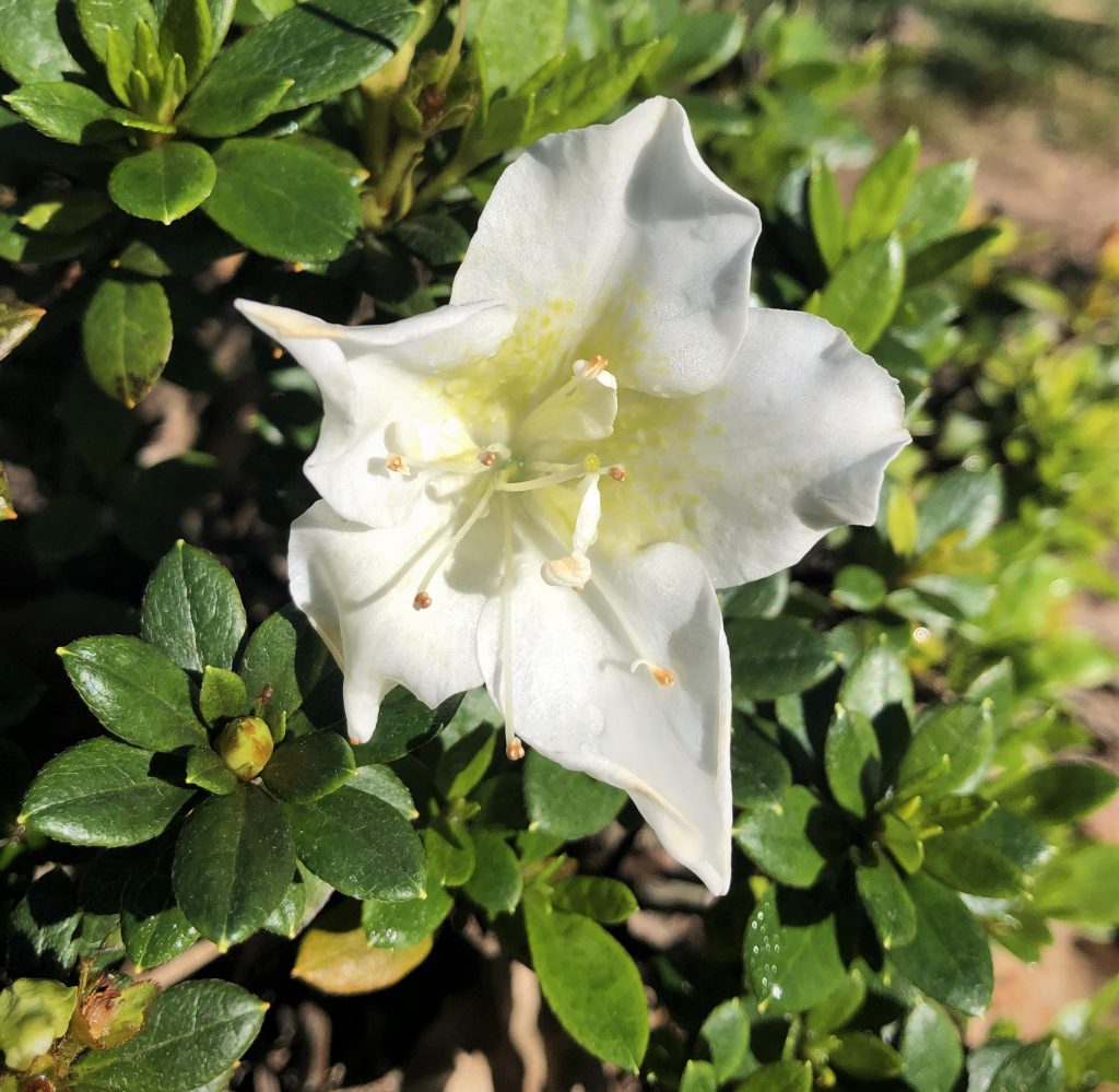 Azalea Mrs Kint White