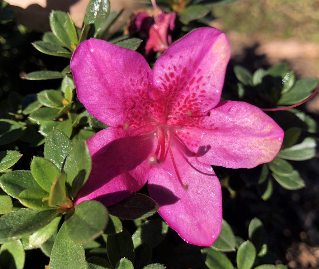 Azalea Purple Glitters