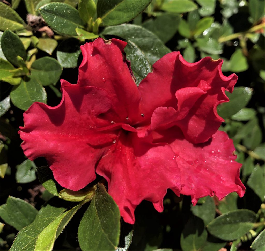 Azalea Red Wing