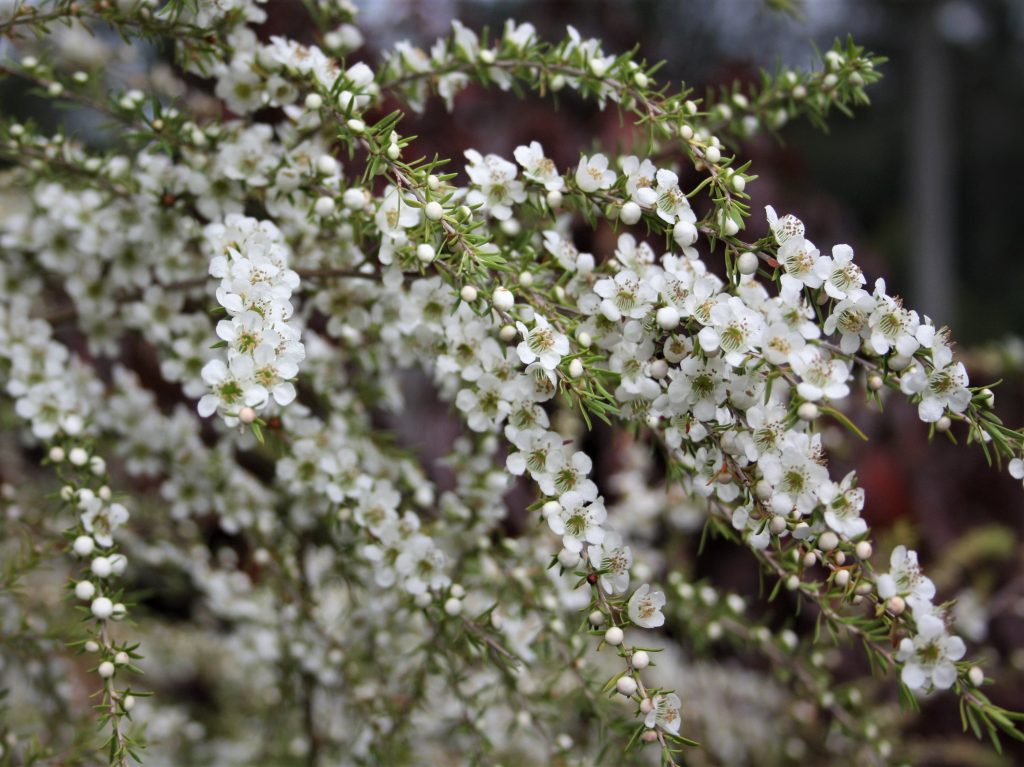 Leptospermum Cardwell