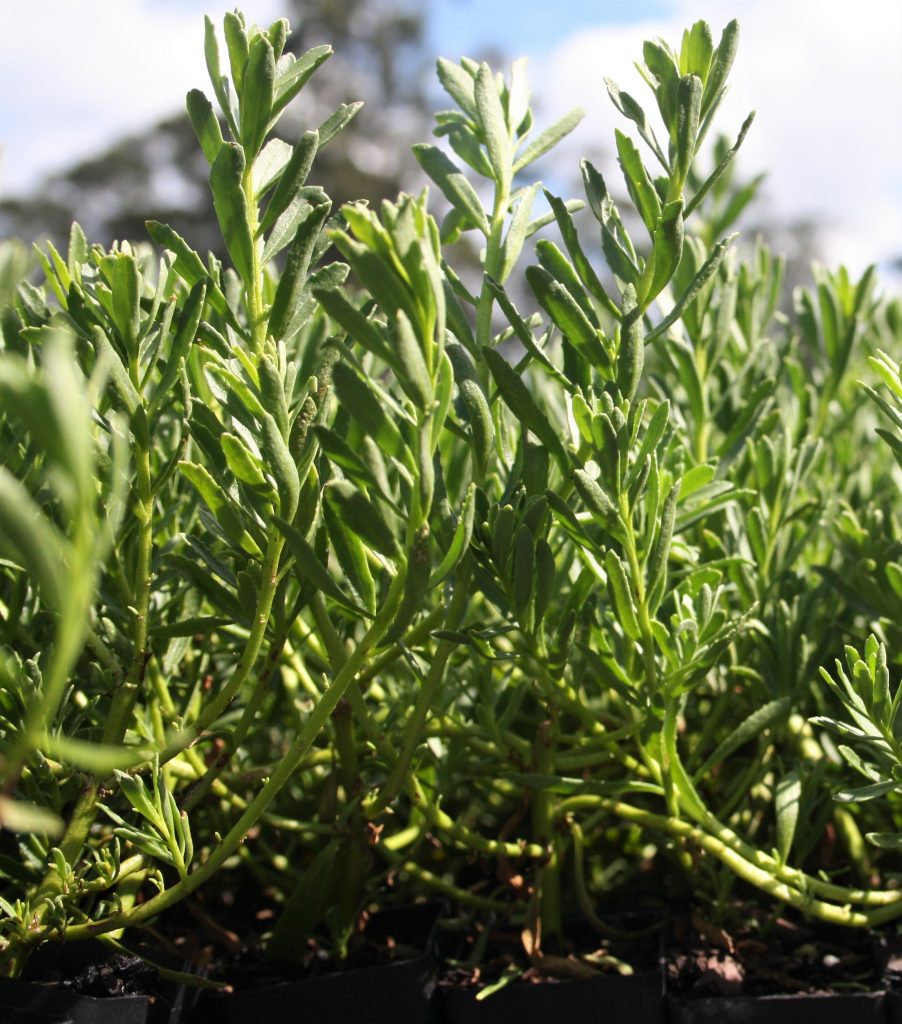 Myoporum Broad Leaf tube