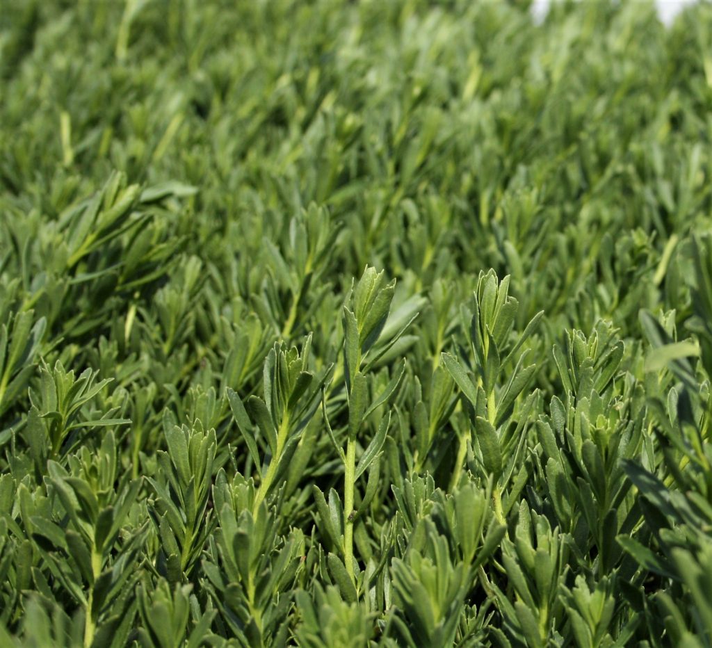 Masses of Myoporum parvifolium Broad Leaf White