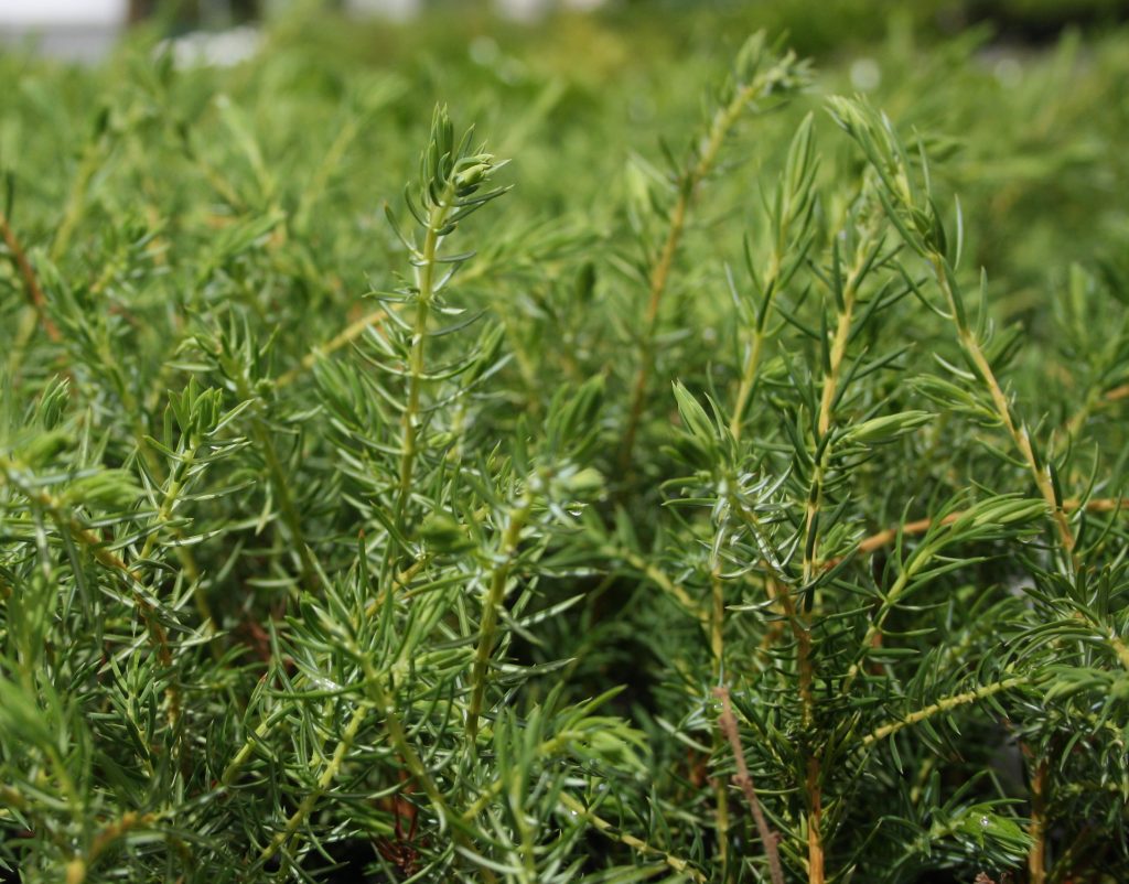 Juniperus conferta