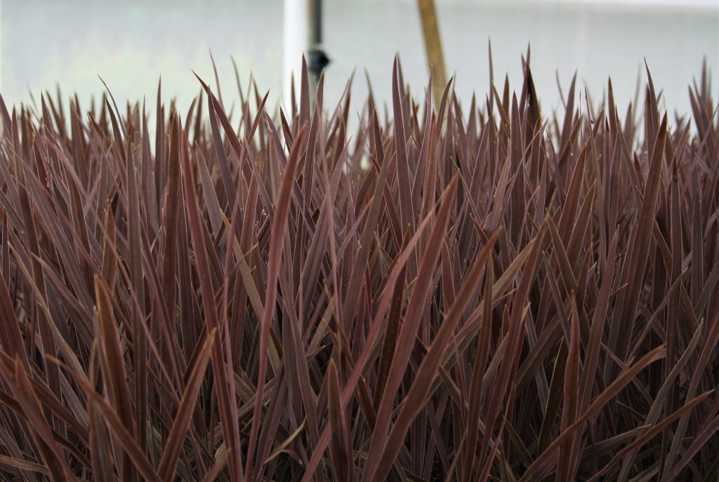 Cordyline Red Sensation