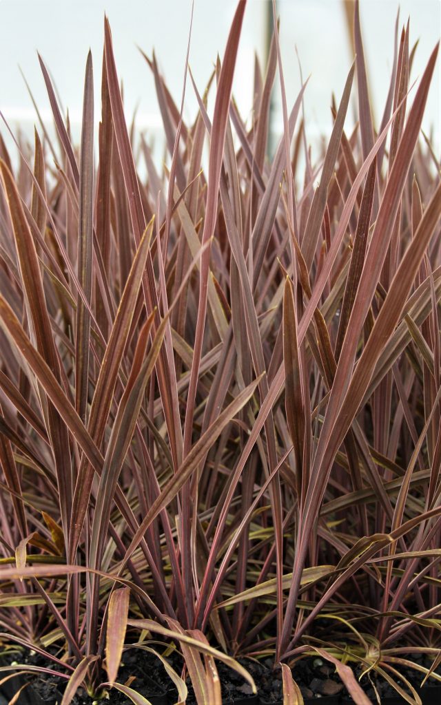 Cordyline Red Sensation