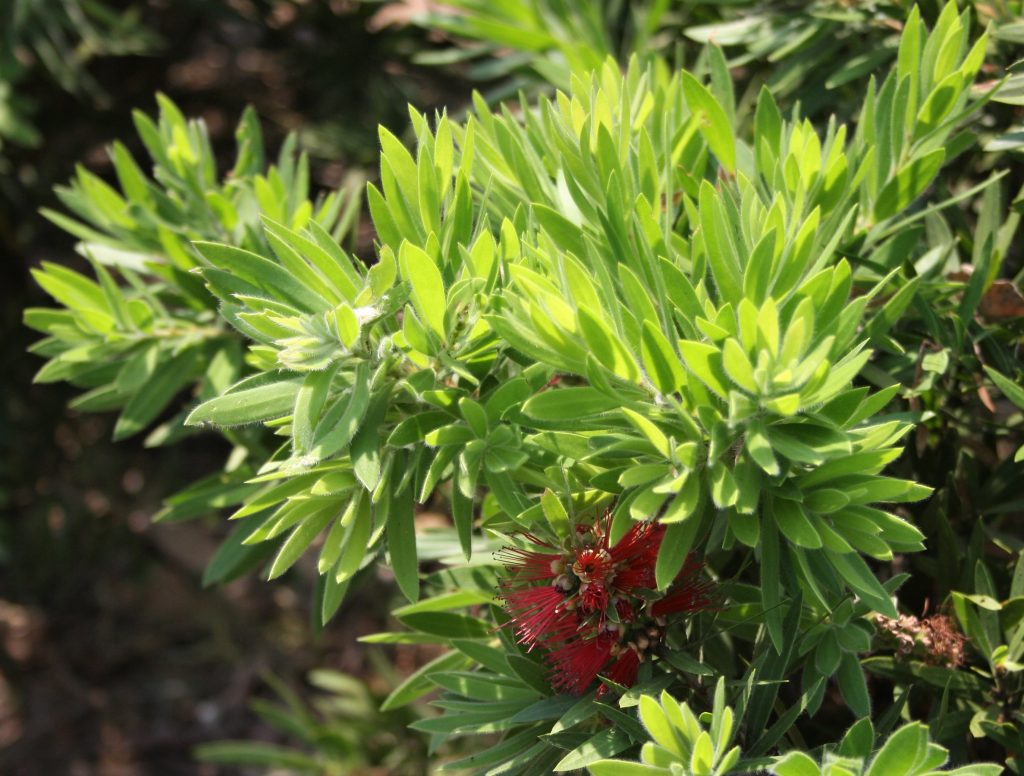 Callistemon Little Caroline