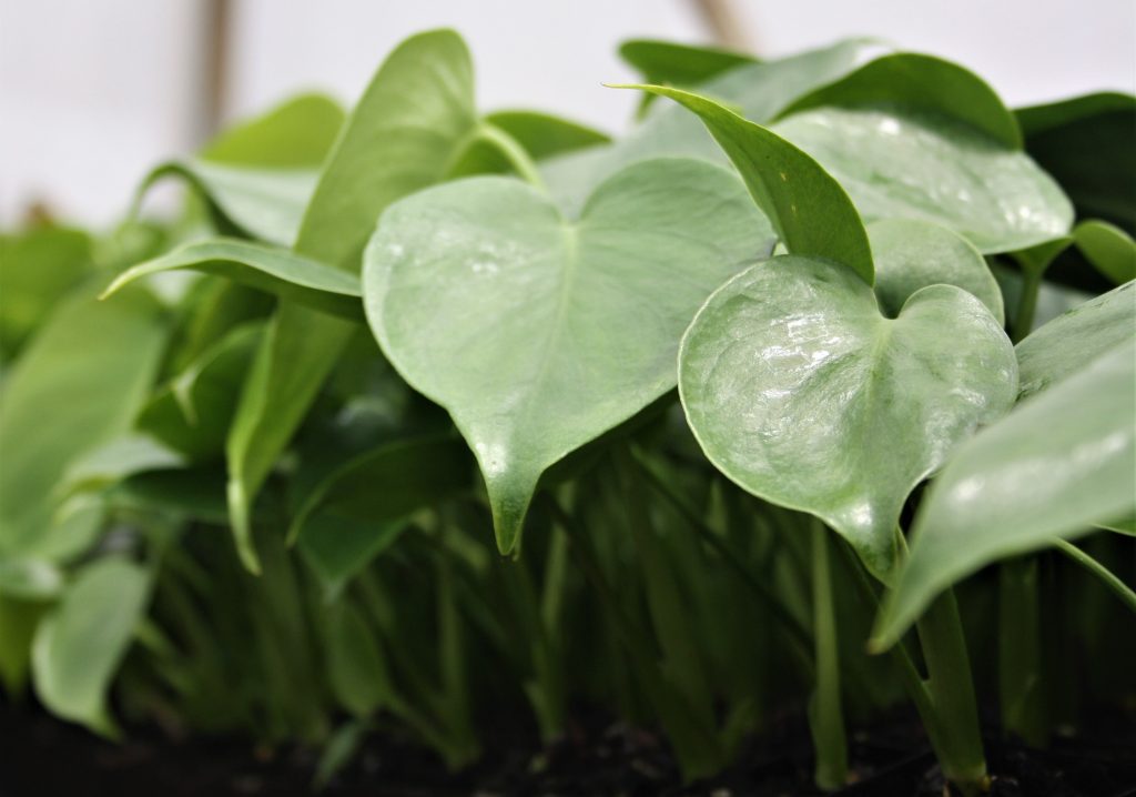 Monstera deliciosa tubestock