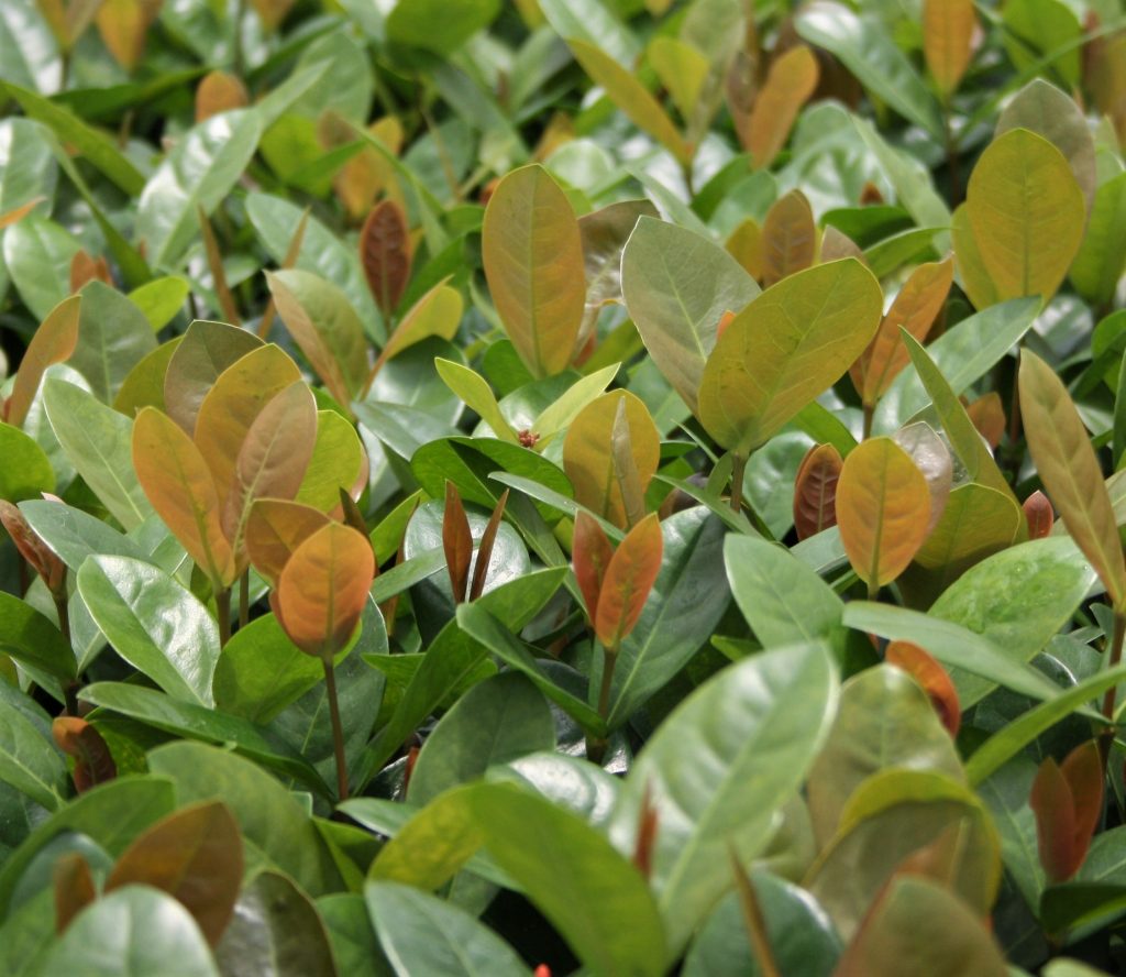 Ixora Coral Fire