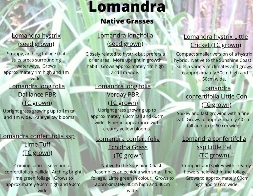 Lomandra Australian native grass