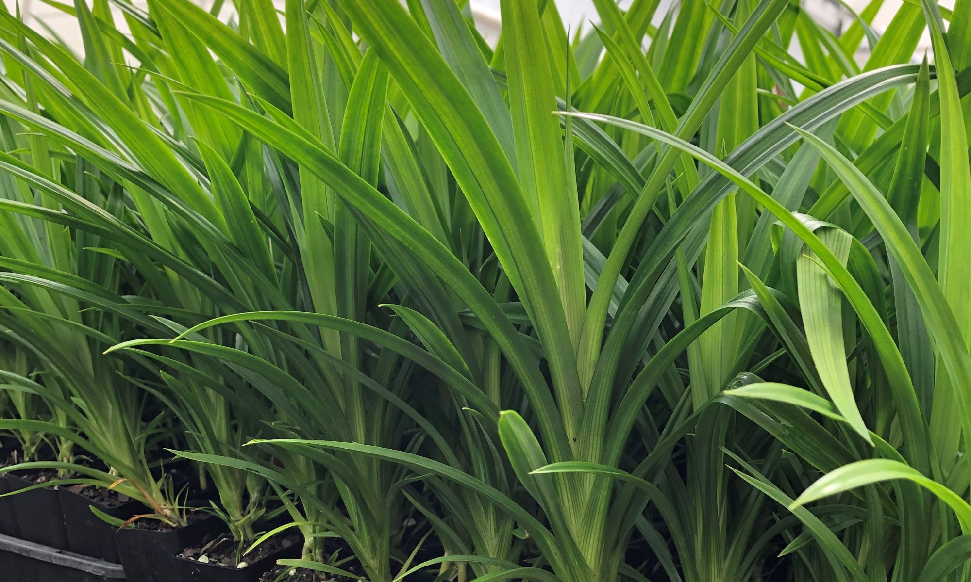 Pandanus amaryllifolius Pandan