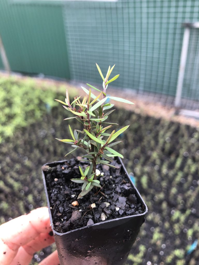 Leptospermum Burgundy Queen Lakewood Propagation