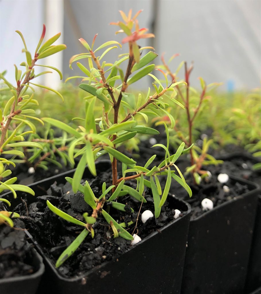 Leptospermum Pacific Beauty Lakewood Propagation