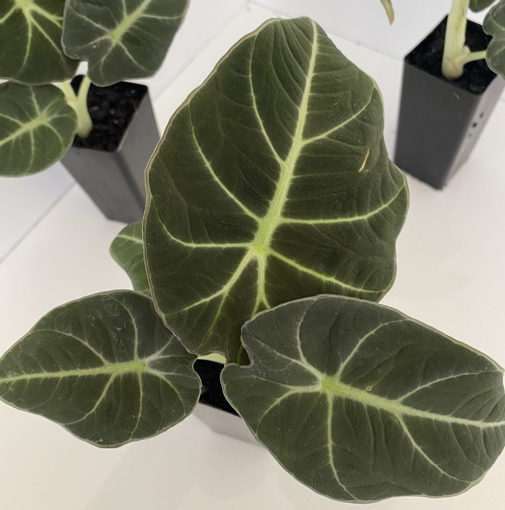 Alocasia Black Velvet